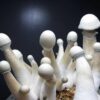 Penis envy mushrooms