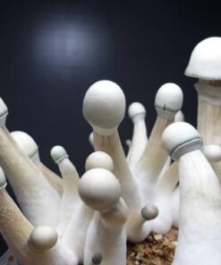 Penis envy mushrooms