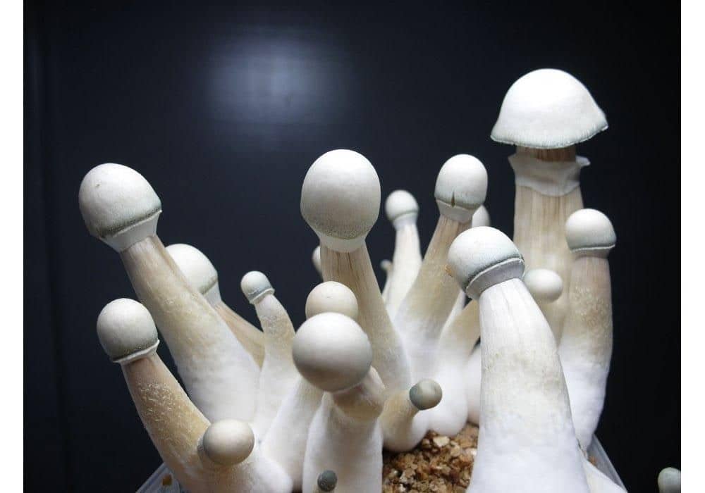Penis envy mushrooms Penis envy mushrooms