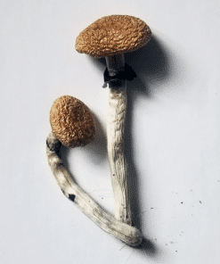 MICRODOSING MUSHROOMS 1