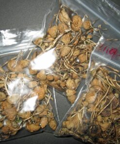 Golden Teacher Mushrooms