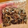 Golden Teacher Mushrooms 1