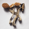 Buy Psilocybe Cubensis B plus