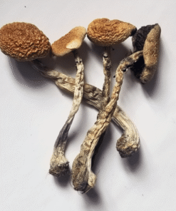 Buy Psilocybe Cubensis B plus